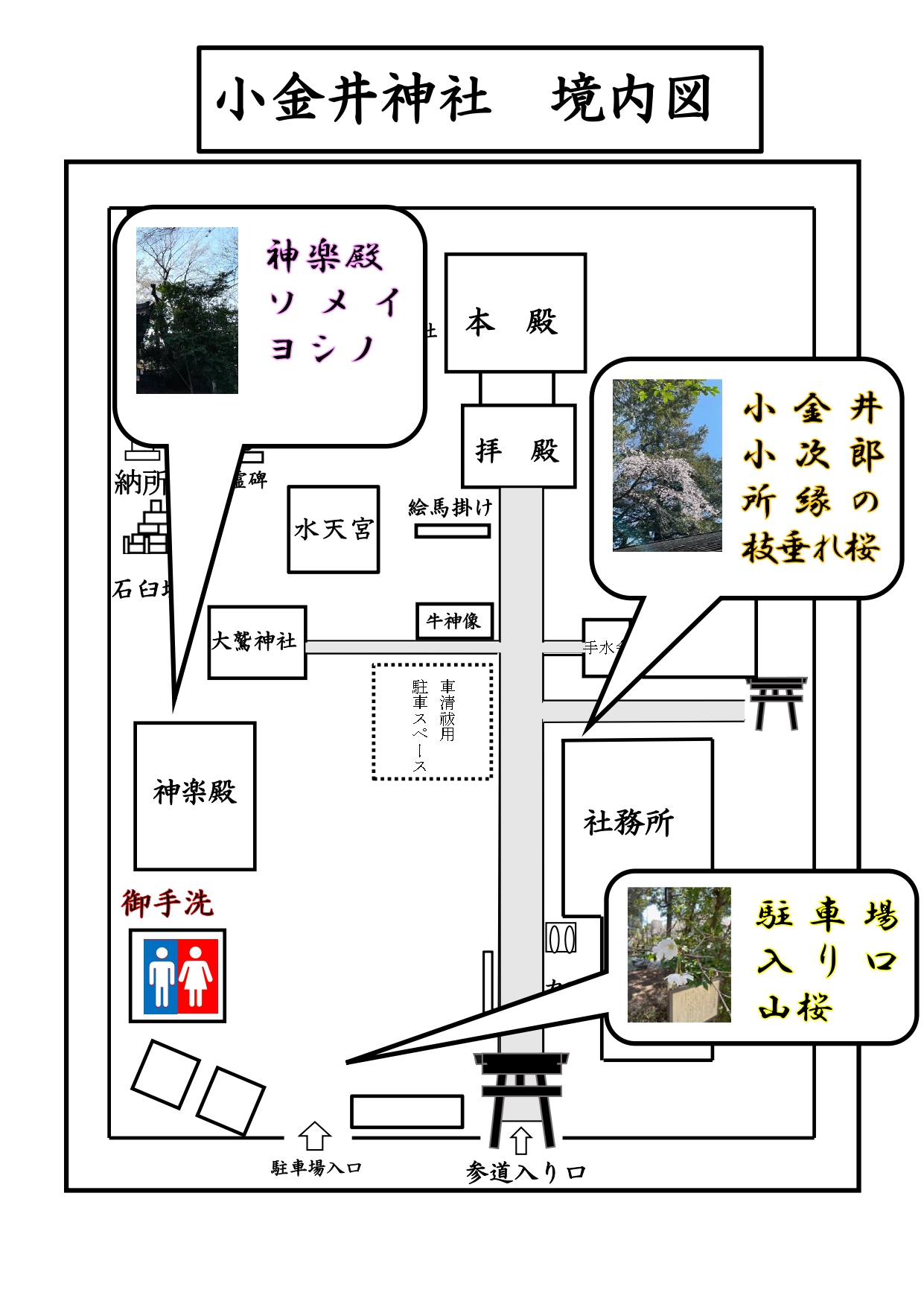 境内桜