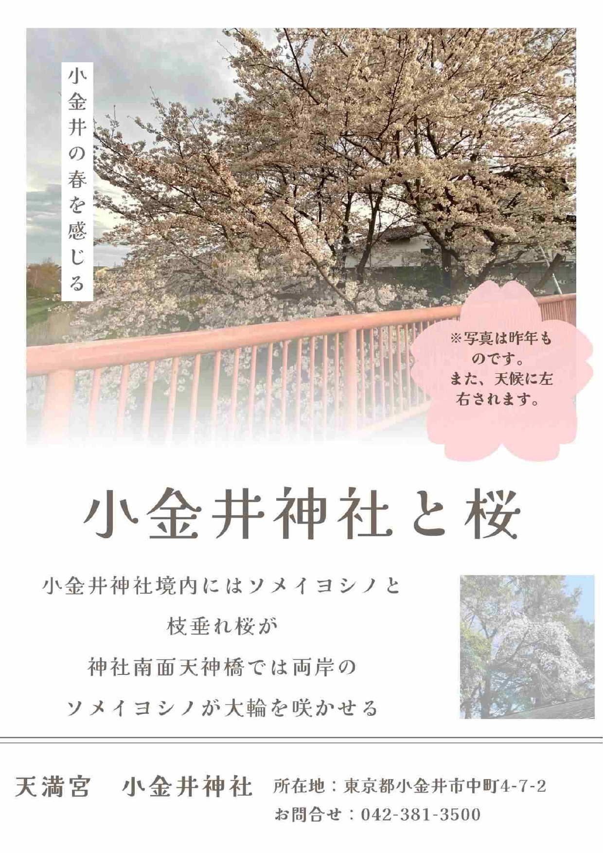 観桜
